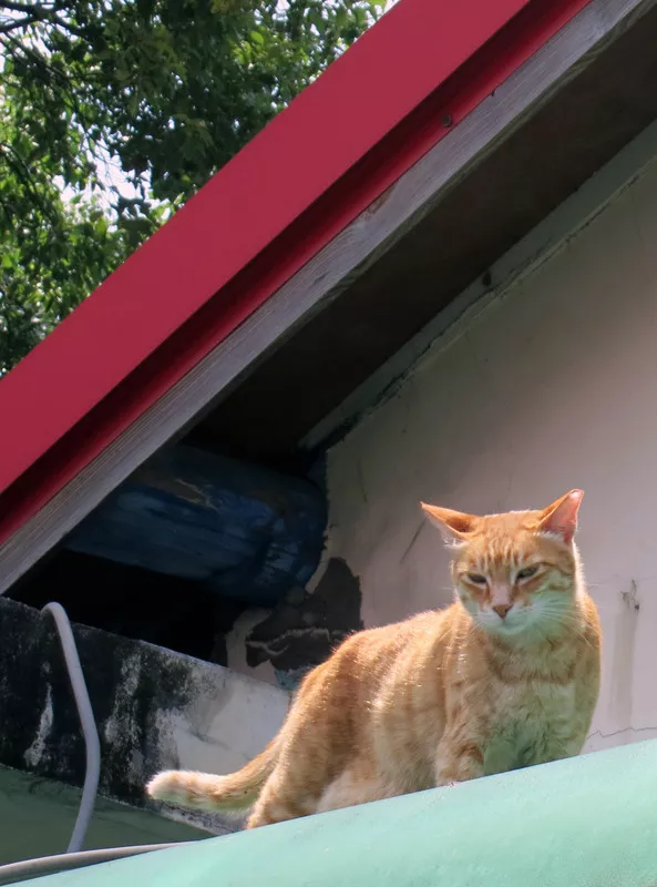 屋頂上的貓咪