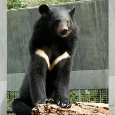 台灣黑熊原來才是黑白配的始祖！