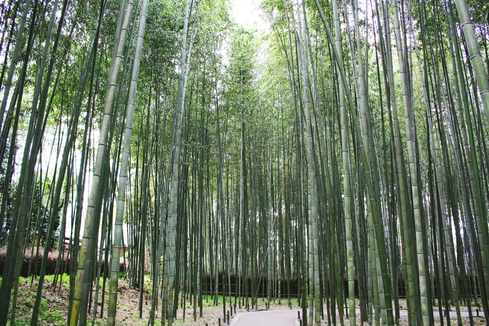 ARASHIYAMA BAMBOO FOREST